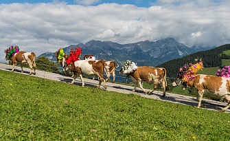 Almabtrieb in Söll