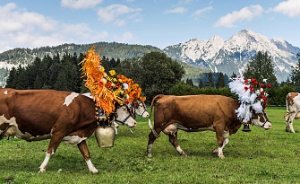 Almabtrieb in Söll